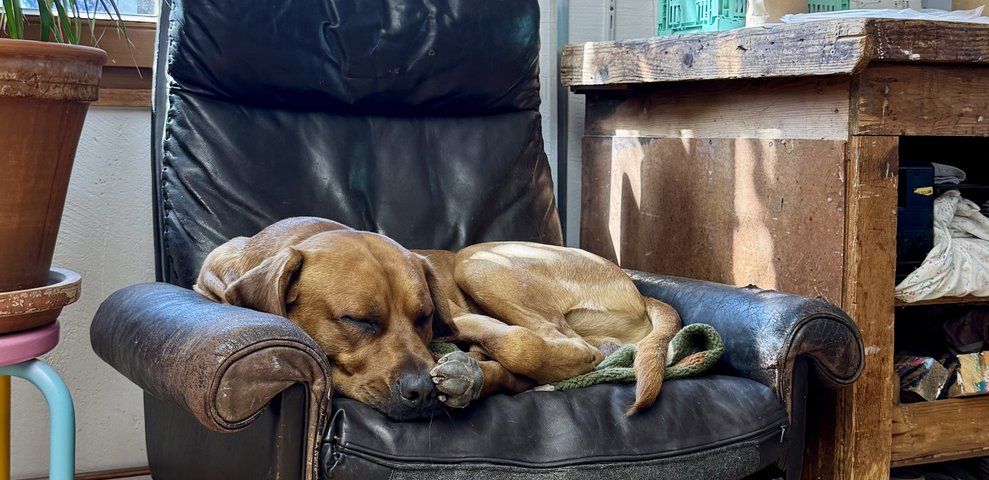 The Rhodesian Ridgeback, Toni Peperoni